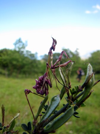 Empusa pennata (femmina?)